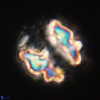 Perchnielsenella stradneri VR 22454