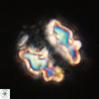 Perchnielsenella stradneri VR 22454