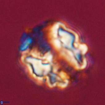 Perchnielsenella stradneri VR 22455