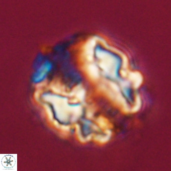 Perchnielsenella stradneri VR 22455