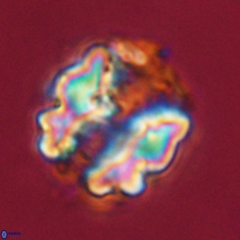 Perchnielsenella stradneri VR 22456