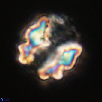 Perchnielsenella stradneri VR 22457