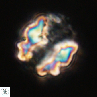 Perchnielsenella stradneri VR 22457