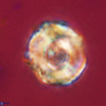 Perchnielsenella stradneri VR 22458