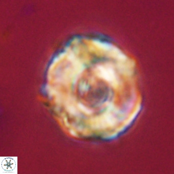 Perchnielsenella stradneri VR 22458