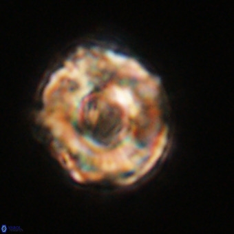 Perchnielsenella stradneri VR 22459