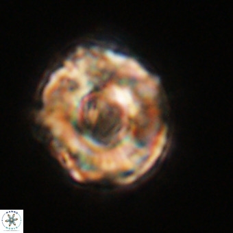 Perchnielsenella stradneri VR 22459