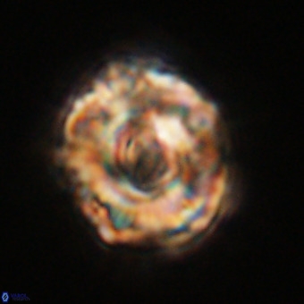 Perchnielsenella stradneri VR 22460