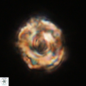Perchnielsenella stradneri VR 22460