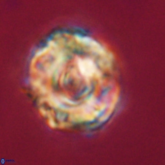 Perchnielsenella stradneri VR 22461