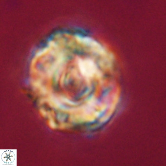 Perchnielsenella stradneri VR 22461