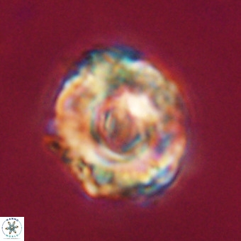 Perchnielsenella stradneri VR 22462