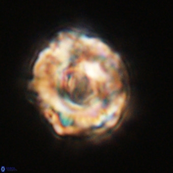 Perchnielsenella stradneri VR 22463
