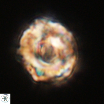 Perchnielsenella stradneri VR 22463