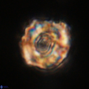 Perchnielsenella stradneri VR 22429