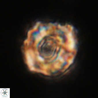Perchnielsenella stradneri VR 22429