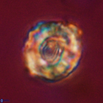 Perchnielsenella stradneri VR 22430