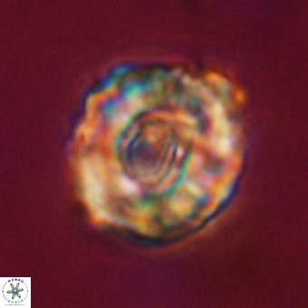 Perchnielsenella stradneri VR 22430