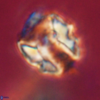 Perchnielsenella stradneri VR 22431