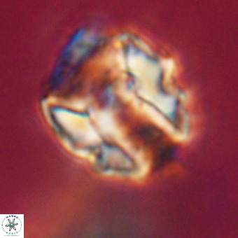 Perchnielsenella stradneri VR 22431
