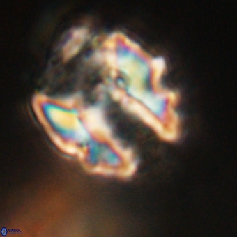 Perchnielsenella stradneri VR 22432