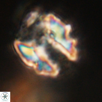 Perchnielsenella stradneri VR 22432