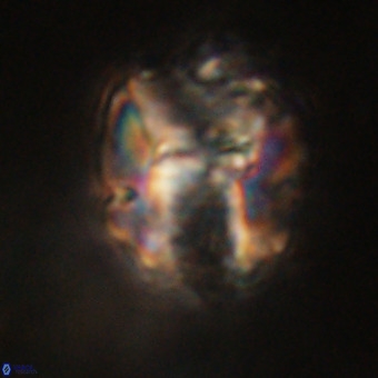 Perchnielsenella stradneri VR 22433