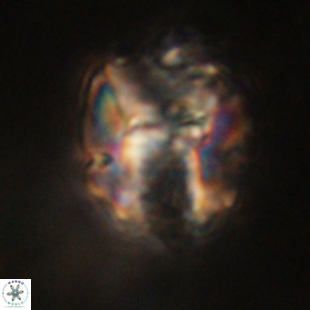 Perchnielsenella stradneri VR 22433