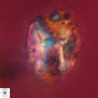 Perchnielsenella stradneri VR 22434