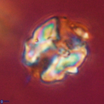 Perchnielsenella stradneri VR 22435