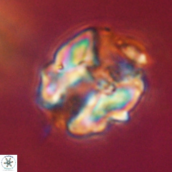 Perchnielsenella stradneri VR 22435