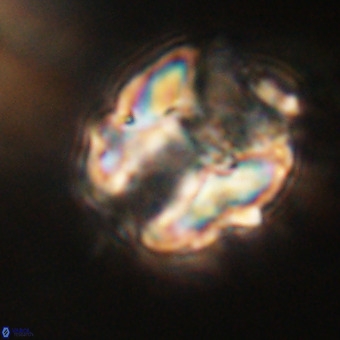 Perchnielsenella stradneri VR 22436