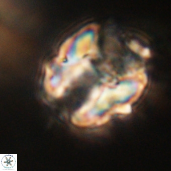 Perchnielsenella stradneri VR 22436