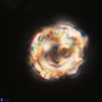 Perchnielsenella stradneri VR 22437