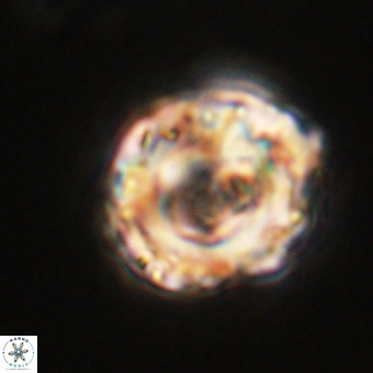 Perchnielsenella stradneri VR 22437