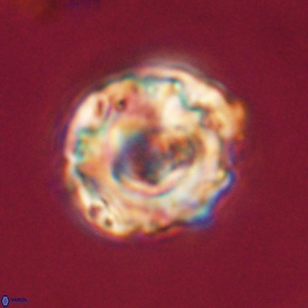 Perchnielsenella stradneri VR 22438