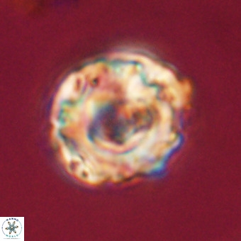 Perchnielsenella stradneri VR 22438