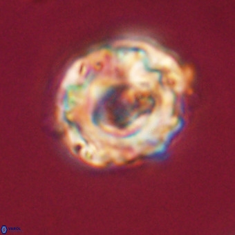 Perchnielsenella stradneri VR 22439