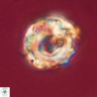 Perchnielsenella stradneri VR 22439