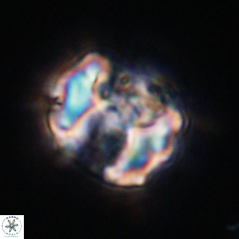 Perchnielsenella stradneri VR 22540