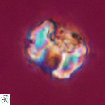 Perchnielsenella stradneri VR 22541
