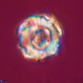 Perchnielsenella stradneri VR 22542
