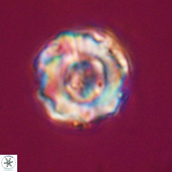 Perchnielsenella stradneri VR 22542