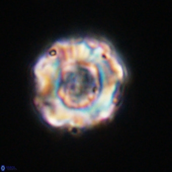 Perchnielsenella stradneri VR 22543
