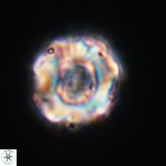 Perchnielsenella stradneri VR 22543