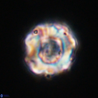 Perchnielsenella stradneri VR 22544