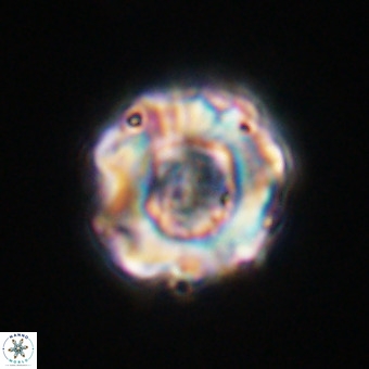 Perchnielsenella stradneri VR 22544