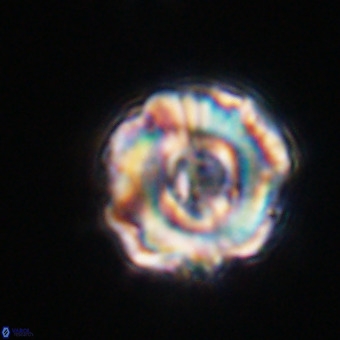 Perchnielsenella stradneri VR 22545