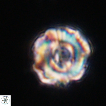 Perchnielsenella stradneri VR 22545