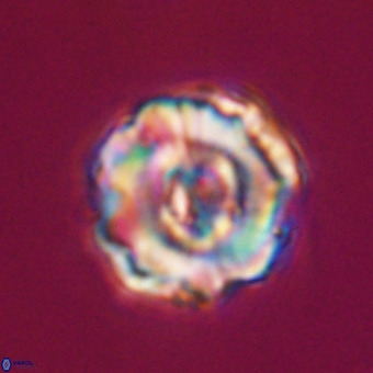 Perchnielsenella stradneri VR 22546